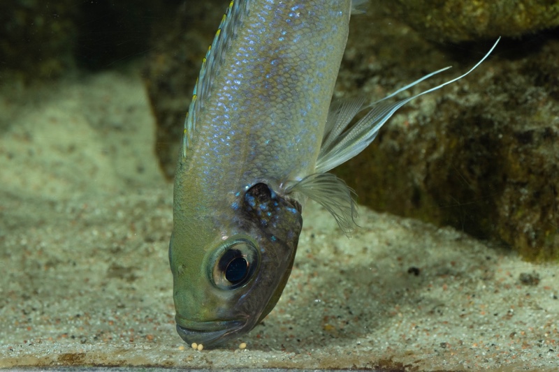 Haplotaxodon microlepis 'Cape Kabogo'